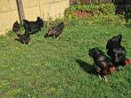 4 zwarte leg kippen te koop , 5 maanden oud!, Dieren en Toebehoren, Pluimvee
