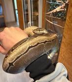 Python regius Pinestripe, Serpent, 3 à 6 ans