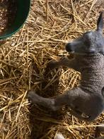 Bleu du Maine, une fois en vente, âgé de 1 semaine