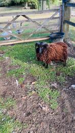Ouessant bokje om om te ruilen, Mannelijk, Schaap, 0 tot 2 jaar