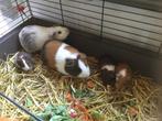 Cavia’s, Dieren en Toebehoren, Geslacht onbekend, Cavia, Tam