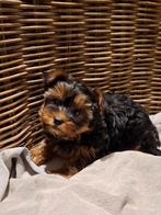 Yorkshire teefje, Dieren en Toebehoren, Honden | Jack Russells en Terriërs, Yorkshire Terriër, België, CDV (hondenziekte), 8 tot 15 weken