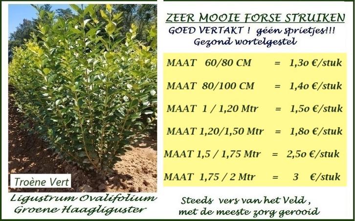 Forse planten GROENE HAAG LIGUSTER, o.a 80/100 CM : 1,4o€/st, Tuin en Terras, Planten | Struiken en Hagen, Haag, Liguster, 100 tot 250 cm