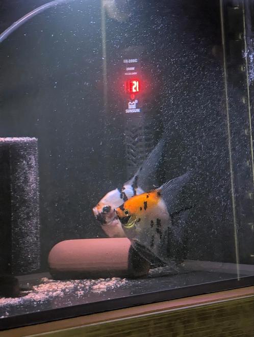 Bewezen koppel koi maanvissen van 1j oud, Dieren en Toebehoren, Vissen | Aquariumvissen