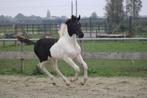 te koop barock Pinto merrie veulen Pippa, Dieren en Toebehoren, Merrie, Dressuurpaard, 0 tot 2 jaar, 160 tot 165 cm