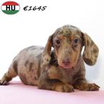 Teckel Korthaar (Merle & Choco Tan) pups te koop, Dieren en Toebehoren, Honden | Teckels en Dashonden, 15 weken tot 1 jaar, Handelaar