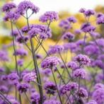 Verbena Bonariensis, Ophalen