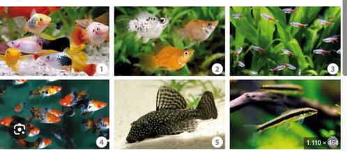 klein warm watervissen  breng ze maar!, Dieren en Toebehoren, Vissen | Aquariumvissen, Zoetwatervis, Vis, Schoolvis