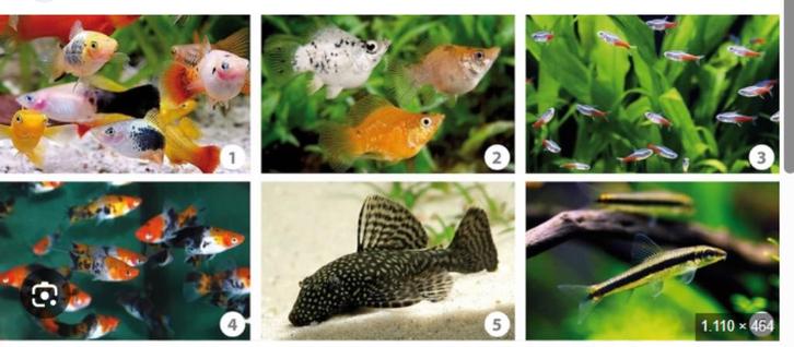 klein warm watervissen  breng ze maar!, Dieren en Toebehoren, Vissen | Aquariumvissen, Zoetwatervis, Vis, Schoolvis