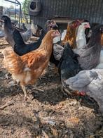 Legkippen, Dieren en Toebehoren