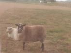 Shetland schapen