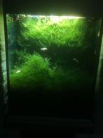 Christmas mos, Ophalen, Zo goed als nieuw