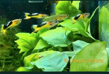 ⚜️Japanse Zeldzame Mini Guppy * Endler Red Chest Saddleback  beschikbaar voor biedingen