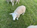 Schapenram te koop, Mannelijk, Schaap, 0 tot 2 jaar