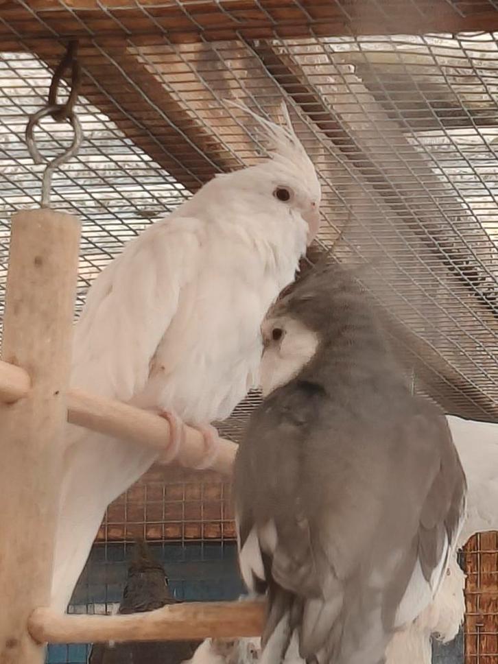 Witte valkparkieten, Dieren en Toebehoren, Vogels | Parkieten en Papegaaien, Parkiet, Geslacht onbekend