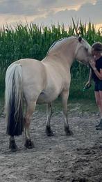 Fjord, Dieren en Toebehoren, Pony's, Gechipt, Zadelmak, 11 jaar of ouder, Tuigpony