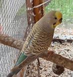 Grasparkiet, Vrouwelijk, Parkiet