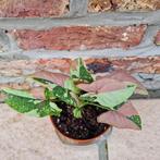 Syngonium tricolor, Maison & Meubles, Plantes d'intérieur, Ombre partielle, Plante à fleurs, Enlèvement, Moins de 100 cm