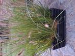 pennisetum hameln, Tuin en Terras, Planten | Tuinplanten, Ophalen