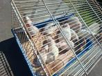 Voeder of kweekratten, Dieren en Toebehoren, Reptielen en Amfibieën