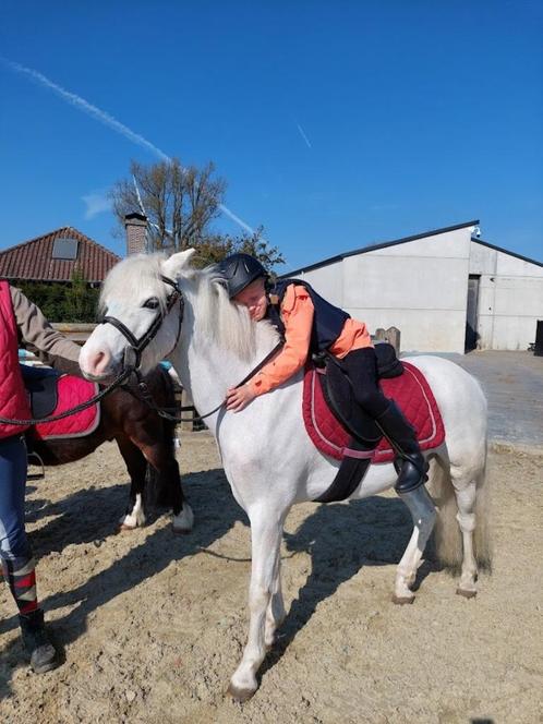 Rijlessen / verhuur stallen / ponykampen Pensionstal Equini, Diensten en Vakmensen, Dieren | Paarden | Verzorging, Oppas en Dressuur