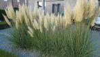 Herbe de la pampa : Cortaderia Selloana, Jardin & Terrasse, Enlèvement ou Envoi