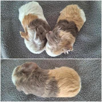 Lieve CH teddy cavia's beschikbaar voor biedingen
