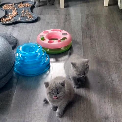 Brits korthaar kitten met stamboom, Dieren en Toebehoren, Katten en Kittens | Raskatten | Korthaar, Kater, 0 tot 2 jaar, Met stamboom