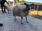 2 Blue Du Maine ooien, Dieren en Toebehoren, Schapen, Geiten en Varkens, Vrouwelijk, Schaap