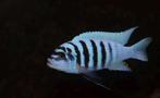 Metriaclima Zebra chilumba Maison reef, Zoetwatervis, Schoolvis, Vis