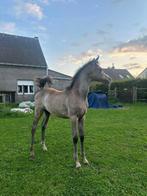 1 jarige hengst zoekt huis, Dieren en Toebehoren, Paarden, Hengst