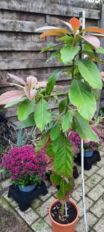 Avocado boompje, Ophalen, Vaste plant, Fruitplanten