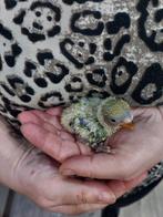 Agapornis roseicollie handtamme baby, Dieren en Toebehoren, Tam