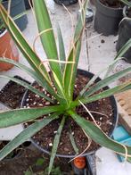 yucca carnerosana, Tuin en Terras, Planten | Tuinplanten, Ophalen