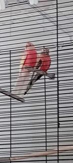 Twee bourkes te koop met kooi  60€, Dieren en Toebehoren, Vogels | Parkieten en Papegaaien