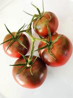 Tomate Noire de Crimée - 5 graines, Jardin & Terrasse, Envoi, Printemps, Plein soleil, Graine