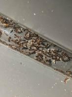 Colonie de fourmis Tetramorium bicarinatum 2 reines