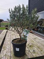 Olijfboom Olea Europaea bol, Ophalen, Olijfboom