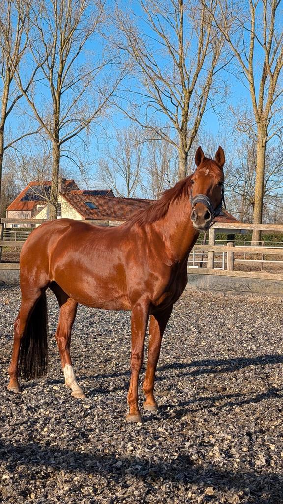 Elite fokmerrie met top afstamming, Dieren en Toebehoren, Paarden, Merrie, 165 tot 170 cm, 3 tot 6 jaar, Dressuurpaard, Met stamboom