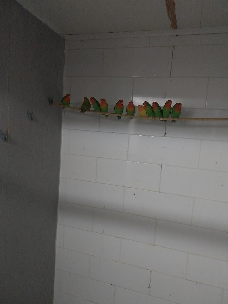 Parkieten, Meerdere dieren, Dwergpapegaai of Agapornis