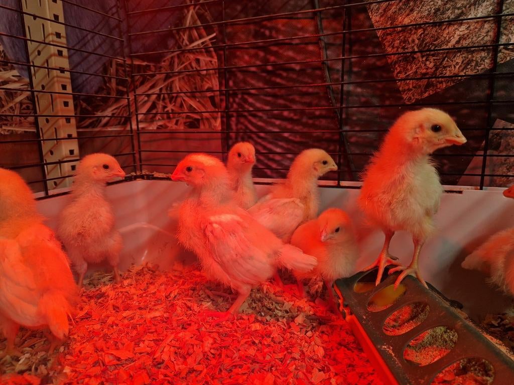 1+1 GRATIS kleurleggers, Dieren en Toebehoren, Pluimvee