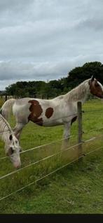 Paard, Merrie, 160 tot 165 cm, 11 jaar of ouder