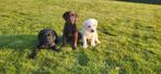 Labrador pups, Labrador retriever, Plusieurs, Hépatite contagieuse (maladie de Rubarth), Belgique