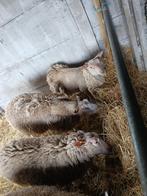 3 a 4 ooien van 11m oud, Dieren en Toebehoren