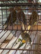 Kanarie, Dieren en Toebehoren, Vogels | Kanaries