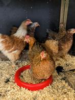 cochin kriel, Dieren en Toebehoren