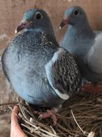 4 jonge duifjes te koop