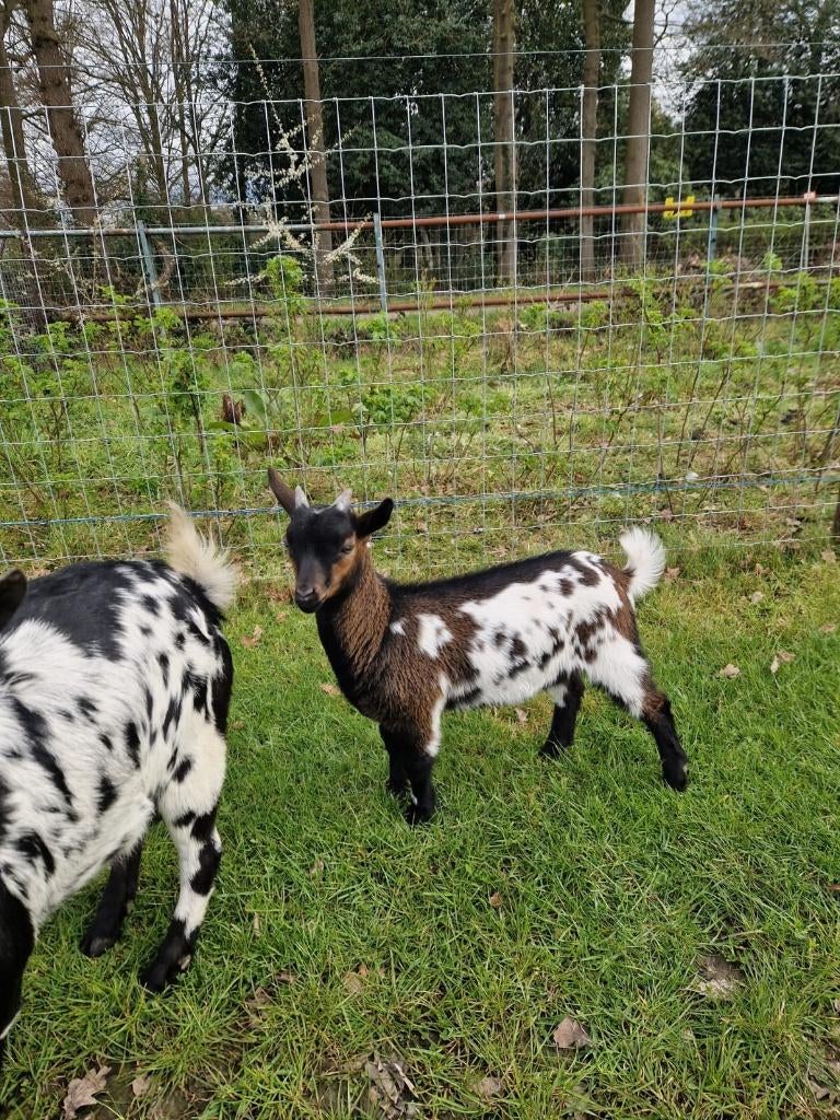 Bokje dwerggeit te koop, Animaux & Accessoires, Mâle, Chèvre, 0 à 2 ans