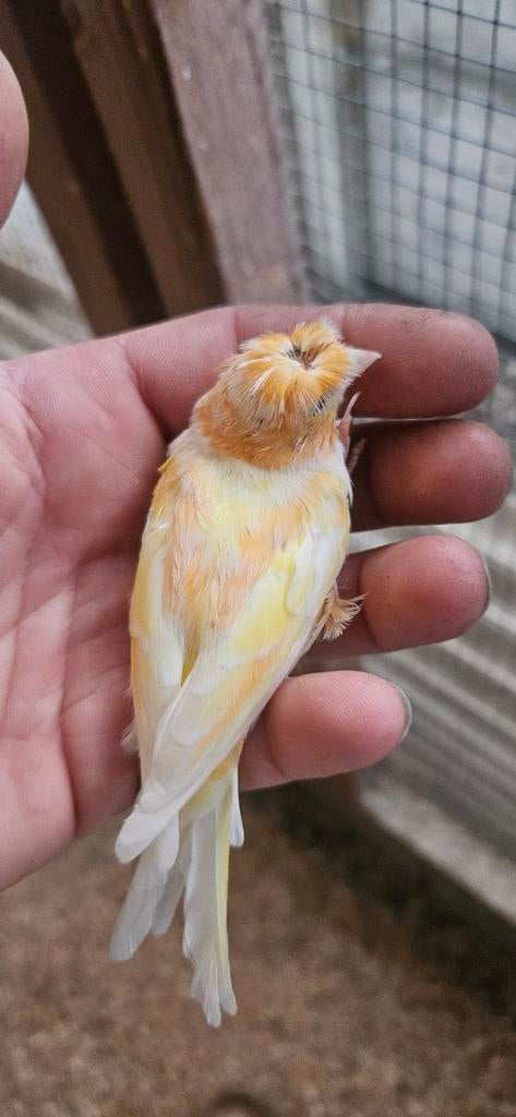 Kanaries te koop, Animaux & Accessoires, Bagué