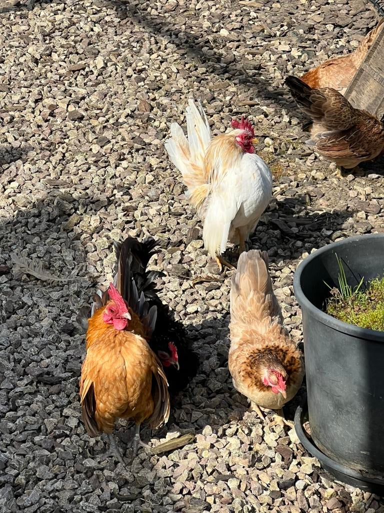 Broedeieren serama kipjes., Kip